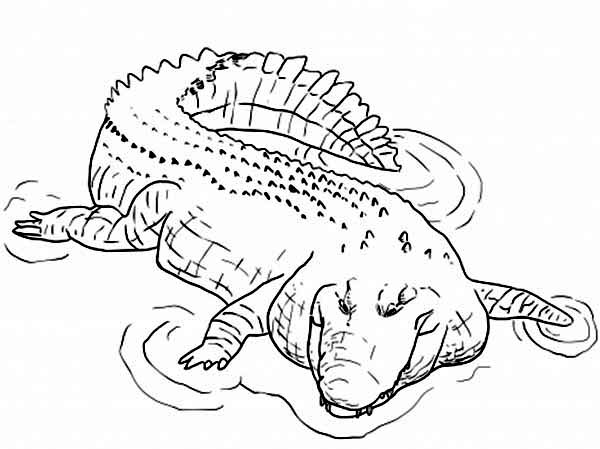 Disegno da colorare: Coccodrillo (Animali) #4910 - Pagine da Colorare Stampabili Gratuite