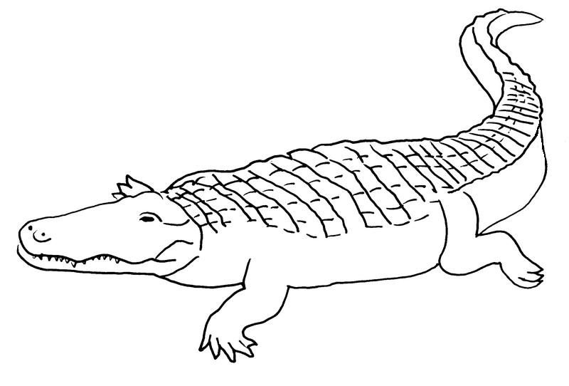 Disegno da colorare: Coccodrillo (Animali) #4950 - Pagine da Colorare Stampabili Gratuite