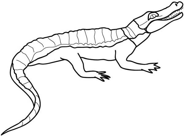 Disegno da colorare: Coccodrillo (Animali) #4972 - Pagine da Colorare Stampabili Gratuite