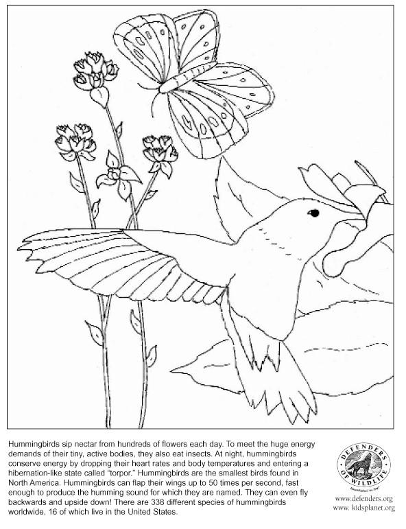 Disegno da colorare: Colibrì (Animali) #3827 - Pagine da Colorare Stampabili Gratuite