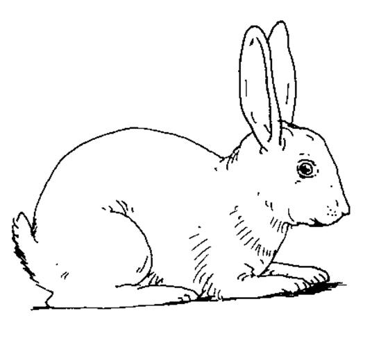 Disegno da colorare: Coniglio (Animali) #9530 - Pagine da Colorare Stampabili Gratuite