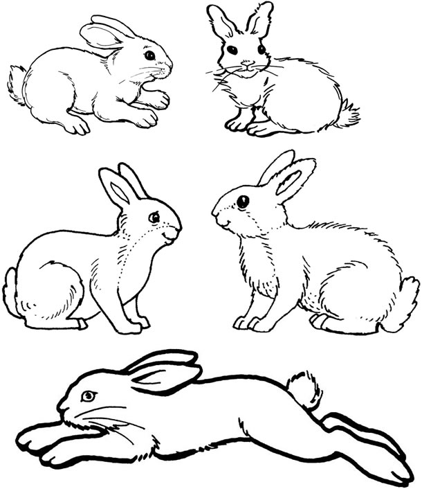 Disegno da colorare: Coniglio (Animali) #9562 - Pagine da Colorare Stampabili Gratuite