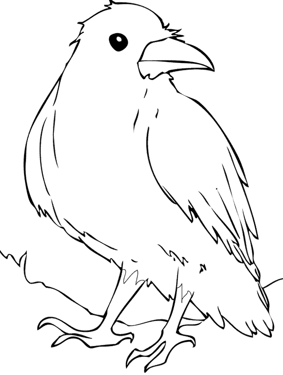 Disegno da colorare: Corvo (Animali) #4357 - Pagine da Colorare Stampabili Gratuite