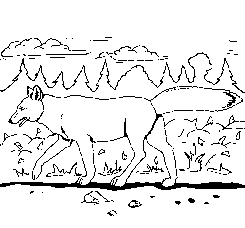 Disegno da colorare: Coyote (Animali) #4483 - Pagine da Colorare Stampabili Gratuite