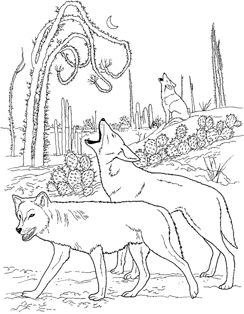 Disegno da colorare: Coyote (Animali) #4550 - Pagine da Colorare Stampabili Gratuite