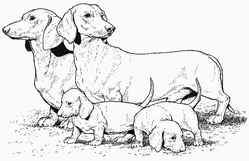 Disegno da colorare: Cucciolo (Animali) #2960 - Pagine da Colorare Stampabili Gratuite