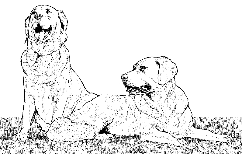 Disegno da colorare: Cucciolo (Animali) #2992 - Pagine da Colorare Stampabili Gratuite