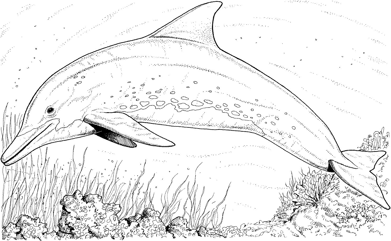 Disegno da colorare: Delfino (Animali) #5092 - Pagine da Colorare Stampabili Gratuite