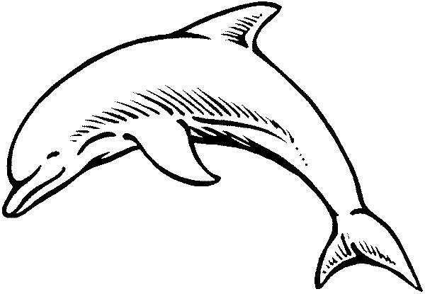 Disegno da colorare: Delfino (Animali) #5120 - Pagine da Colorare Stampabili Gratuite