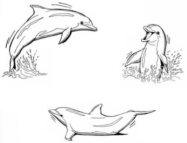Disegno da colorare: Delfino (Animali) #5126 - Pagine da Colorare Stampabili Gratuite