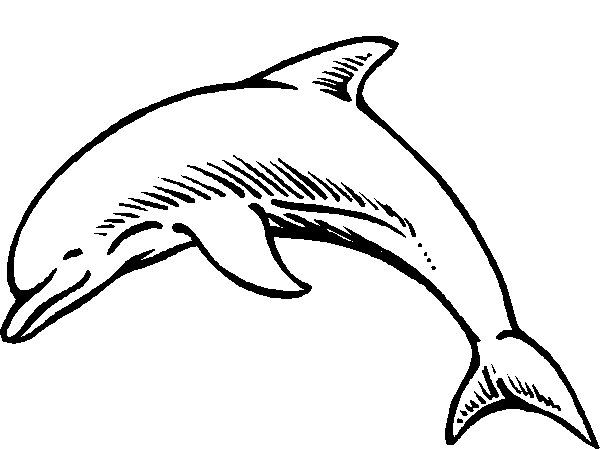 Disegno da colorare: Delfino (Animali) #5165 - Pagine da Colorare Stampabili Gratuite