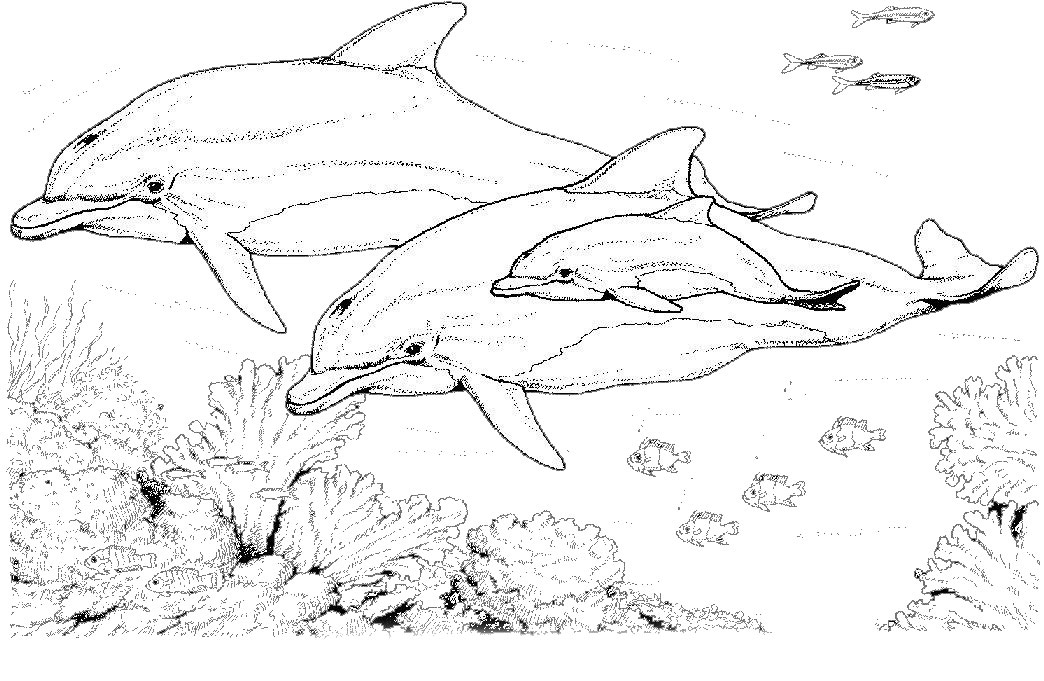 Disegno da colorare: Delfino (Animali) #5168 - Pagine da Colorare Stampabili Gratuite