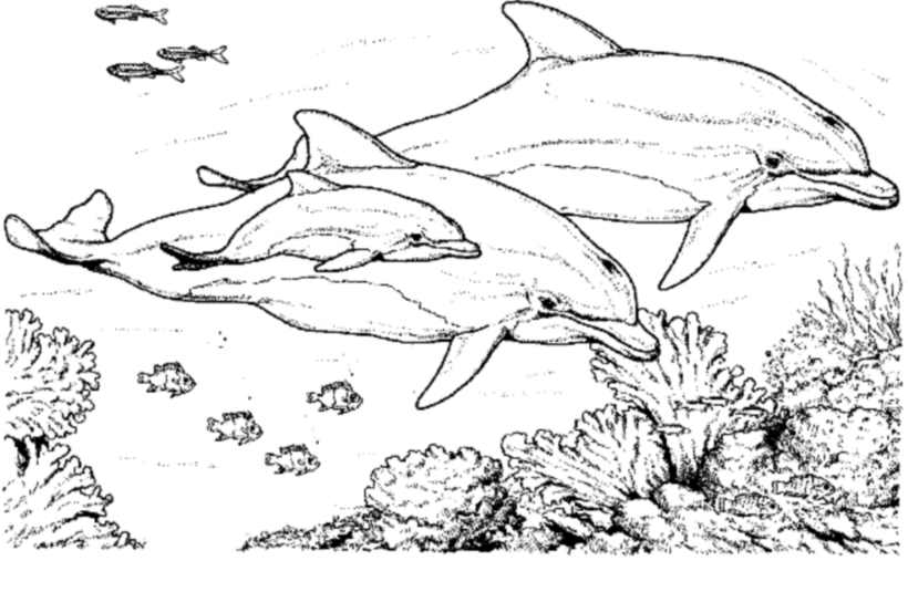 Disegno da colorare: Delfino (Animali) #5195 - Pagine da Colorare Stampabili Gratuite