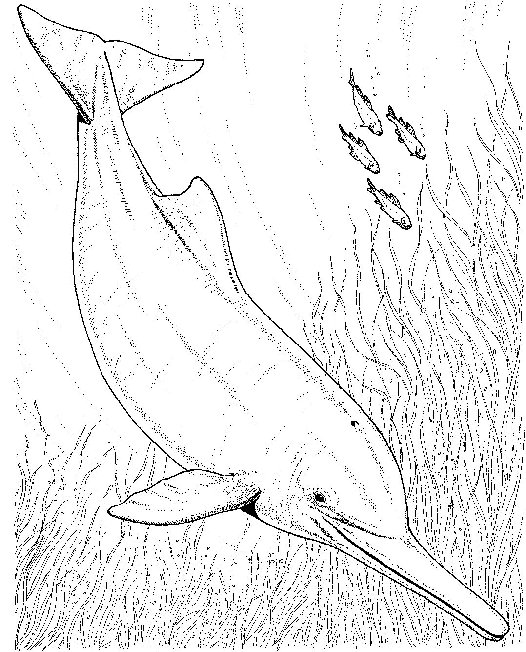 Disegno da colorare: Delfino (Animali) #5231 - Pagine da Colorare Stampabili Gratuite