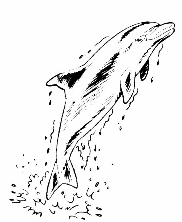 Disegno da colorare: Delfino (Animali) #5246 - Pagine da Colorare Stampabili Gratuite