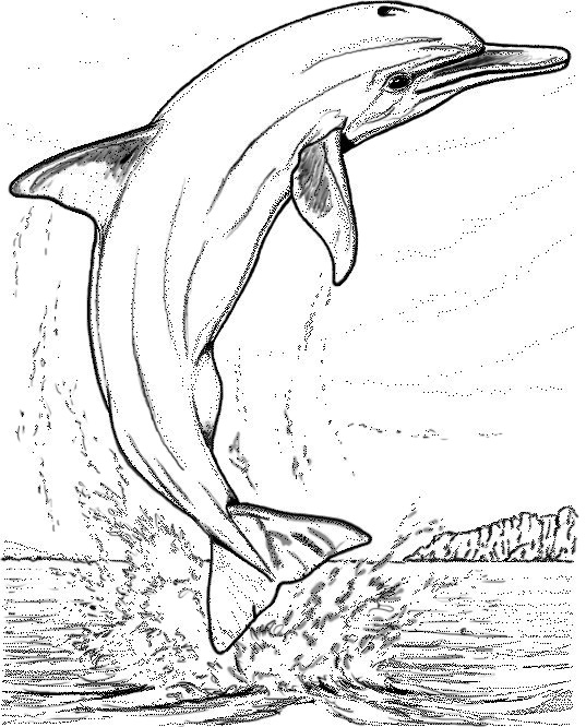 Disegno da colorare: Delfino (Animali) #5247 - Pagine da Colorare Stampabili Gratuite