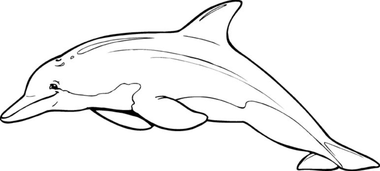 Disegno da colorare: Delfino (Animali) #5253 - Pagine da Colorare Stampabili Gratuite