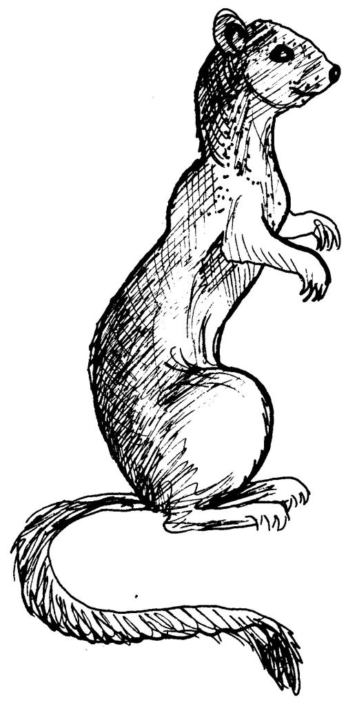 Disegno da colorare: Donnola (Animali) #971 - Pagine da Colorare Stampabili Gratuite