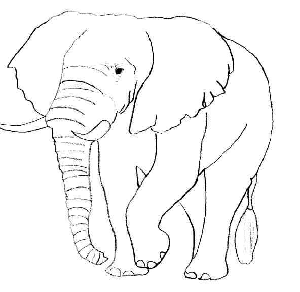 Disegno da colorare: Elefante (Animali) #6316 - Pagine da Colorare Stampabili Gratuite