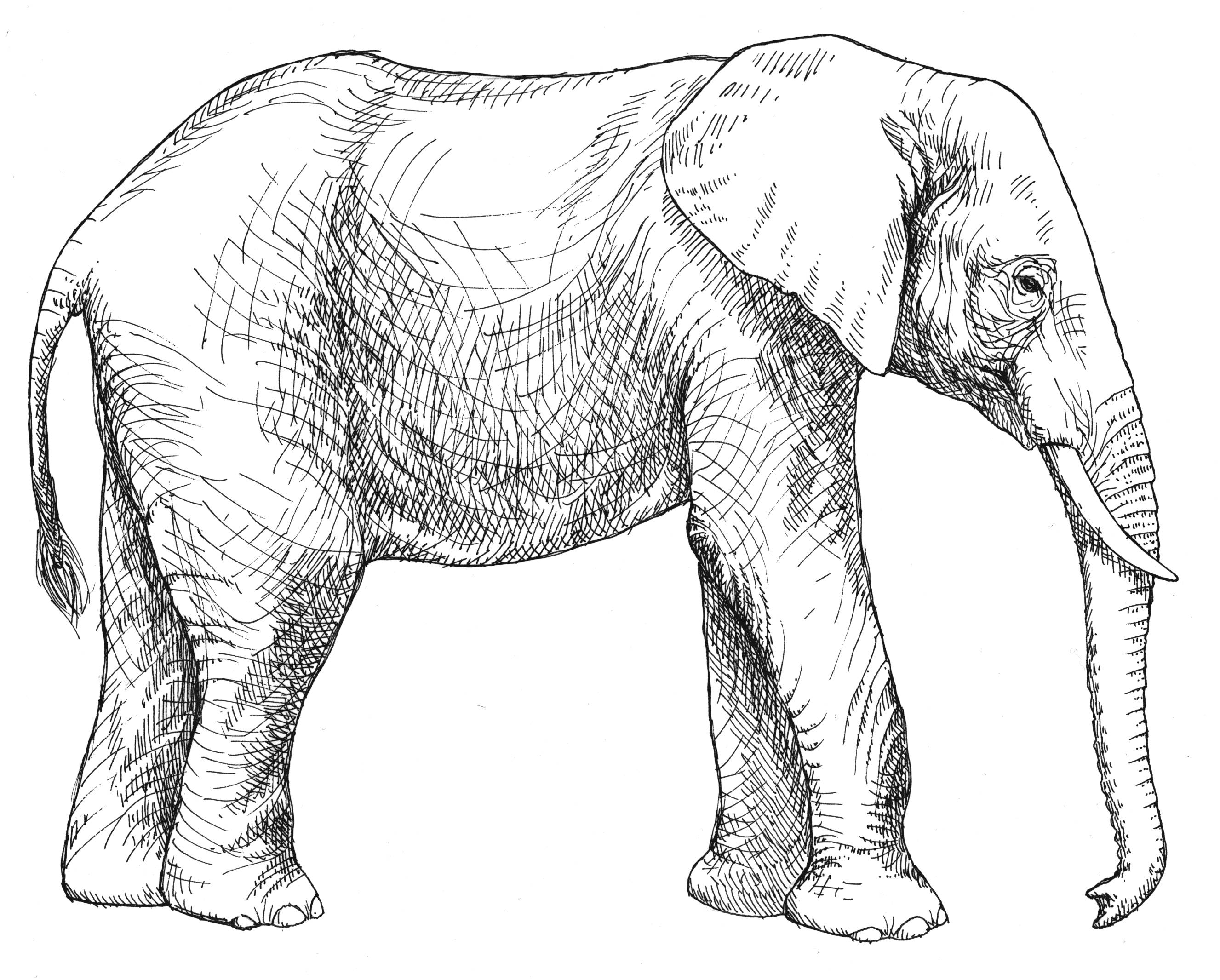 Disegno da colorare: Elefante (Animali) #6366 - Pagine da Colorare Stampabili Gratuite