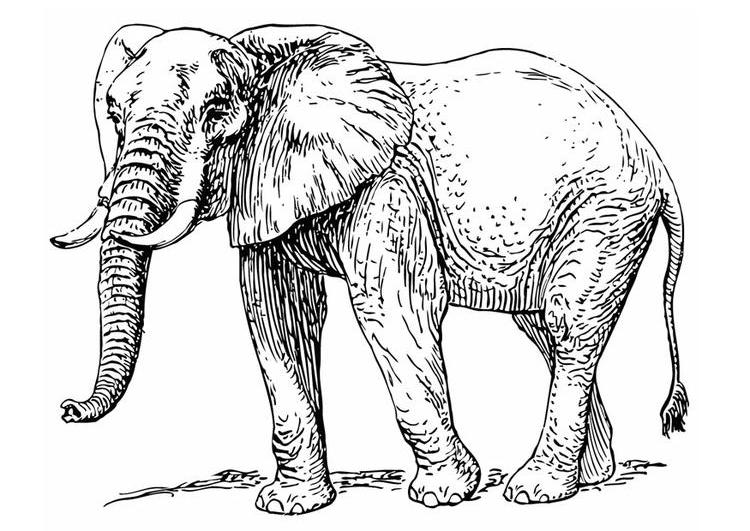 Disegno da colorare: Elefante (Animali) #6389 - Pagine da Colorare Stampabili Gratuite