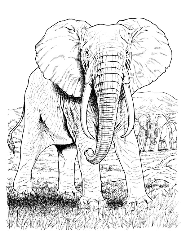 Disegno da colorare: Elefante (Animali) #6395 - Pagine da Colorare Stampabili Gratuite