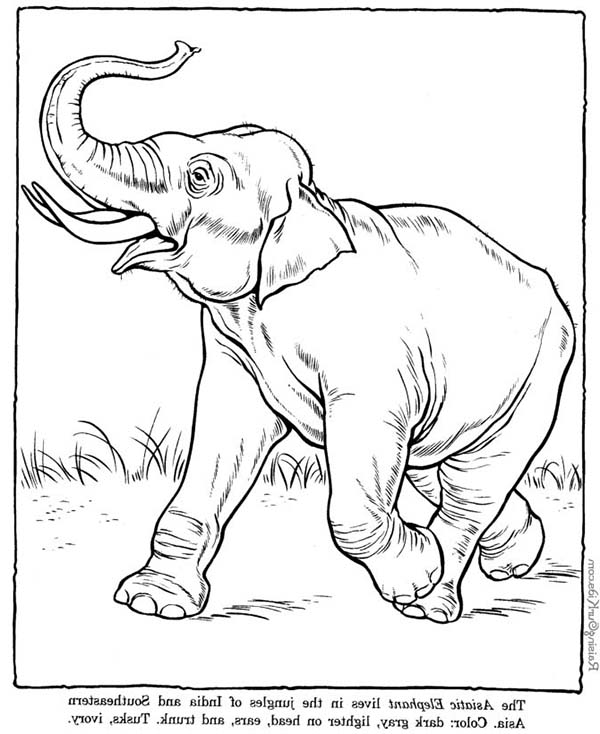 Disegno da colorare: Elefante (Animali) #6442 - Pagine da Colorare Stampabili Gratuite