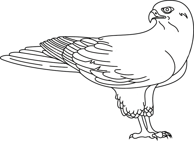 Disegno da colorare: Falco (Animali) #6818 - Pagine da Colorare Stampabili Gratuite