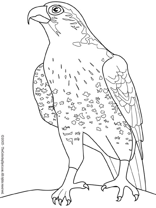 Disegno da colorare: Falco (Animali) #6821 - Pagine da Colorare Stampabili Gratuite