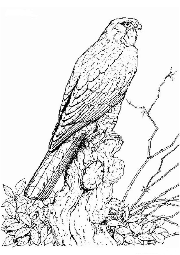 Disegno da colorare: Falco (Animali) #6828 - Pagine da Colorare Stampabili Gratuite