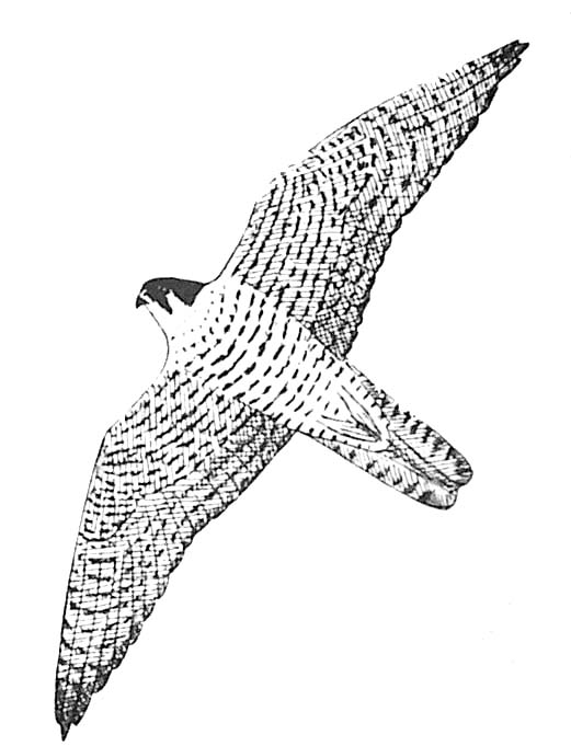 Disegno da colorare: Falco (Animali) #6835 - Pagine da Colorare Stampabili Gratuite