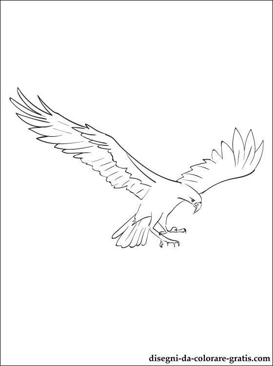 Disegno da colorare: Falco (Animali) #6851 - Pagine da Colorare Stampabili Gratuite