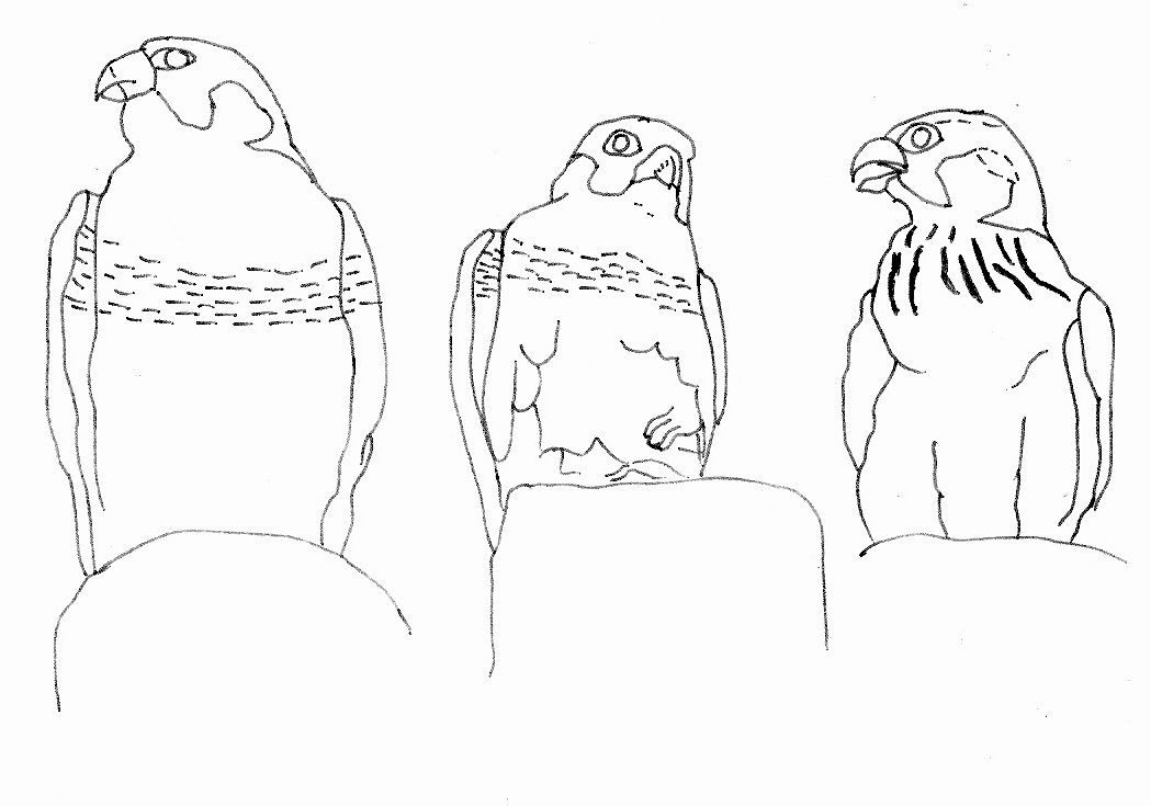 Disegno da colorare: Falco (Animali) #6852 - Pagine da Colorare Stampabili Gratuite