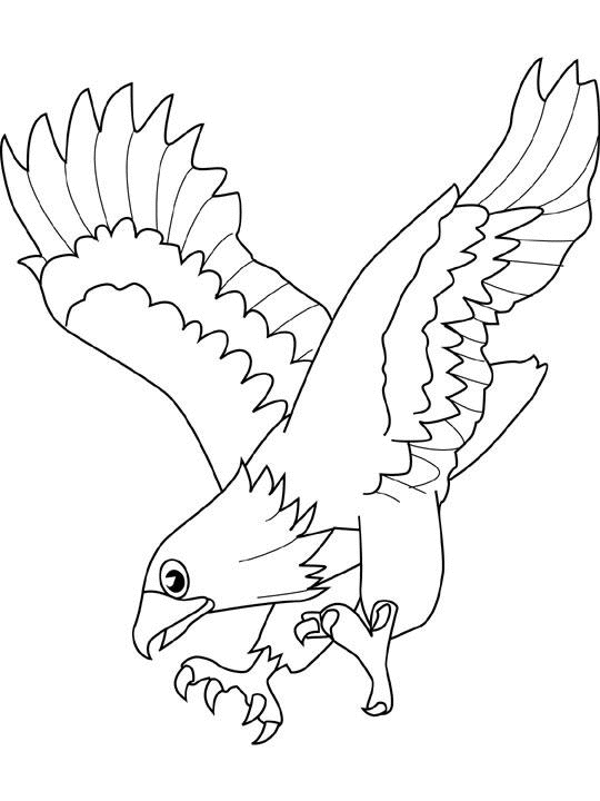 Disegno da colorare: Falco (Animali) #6855 - Pagine da Colorare Stampabili Gratuite