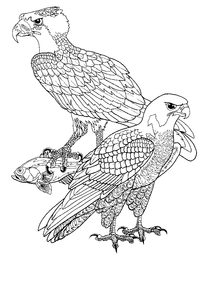 Disegno da colorare: Falco (Animali) #6867 - Pagine da Colorare Stampabili Gratuite