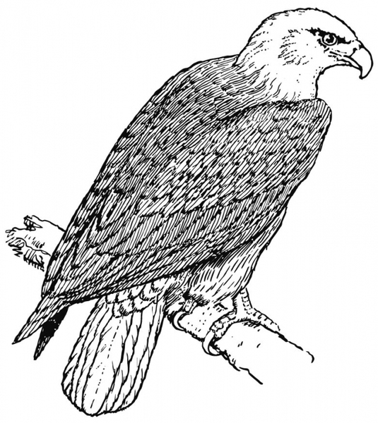 Disegno da colorare: Falco (Animali) #6892 - Pagine da Colorare Stampabili Gratuite