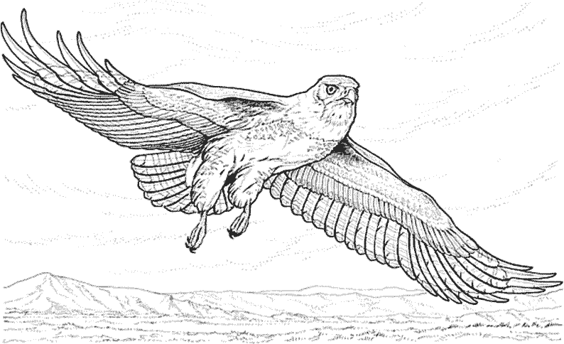 Disegno da colorare: Falco (Animali) #6911 - Pagine da Colorare Stampabili Gratuite
