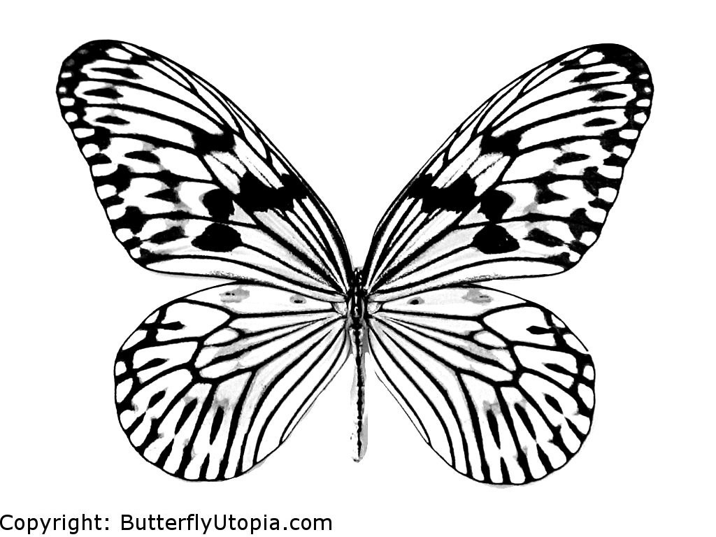 Disegno da colorare: Farfalla (Animali) #15665 - Pagine da Colorare Stampabili Gratuite
