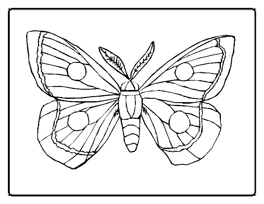 Disegno da colorare: Farfalla (Animali) #15667 - Pagine da Colorare Stampabili Gratuite