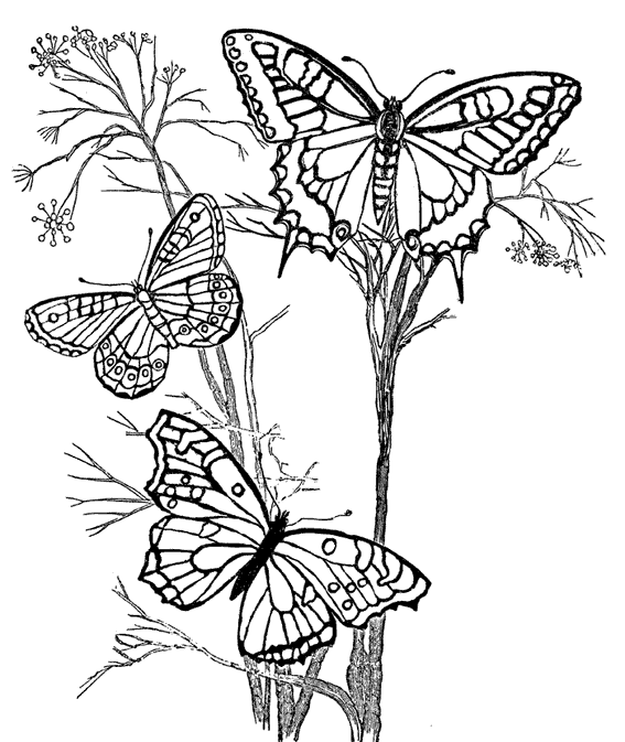 Disegno da colorare: Farfalla (Animali) #15716 - Pagine da Colorare Stampabili Gratuite