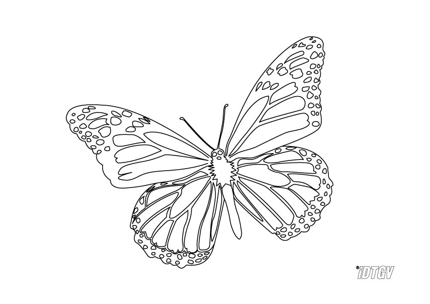 Disegno da colorare: Farfalla (Animali) #15794 - Pagine da Colorare Stampabili Gratuite