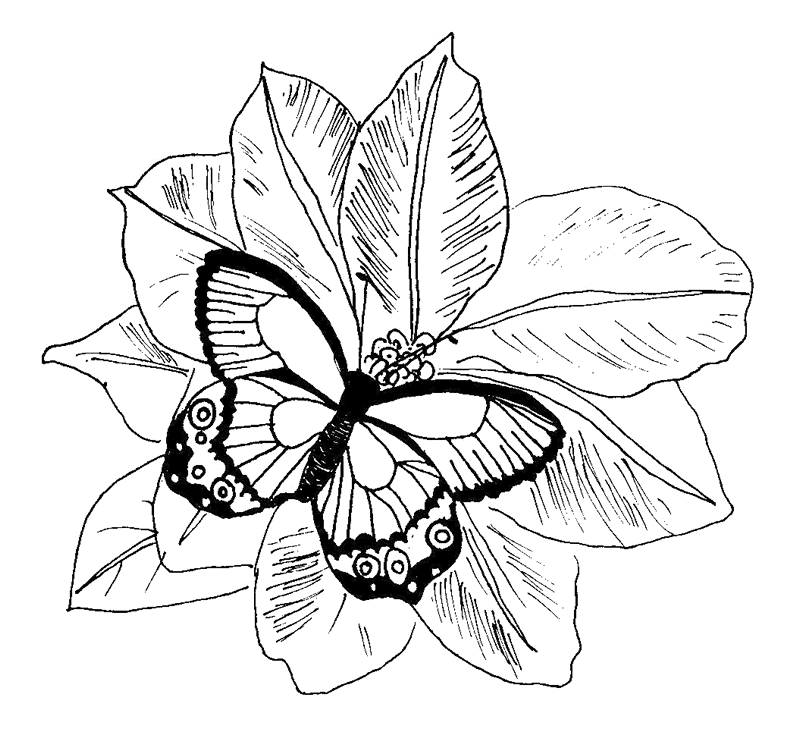 Disegno da colorare: Farfalla (Animali) #15815 - Pagine da Colorare Stampabili Gratuite