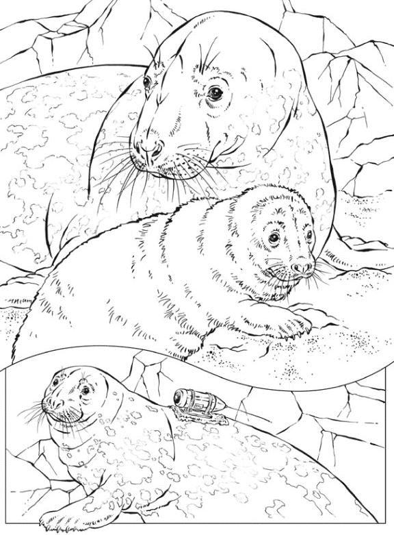 Disegno da colorare: Foca (Animali) #16275 - Pagine da Colorare Stampabili Gratuite