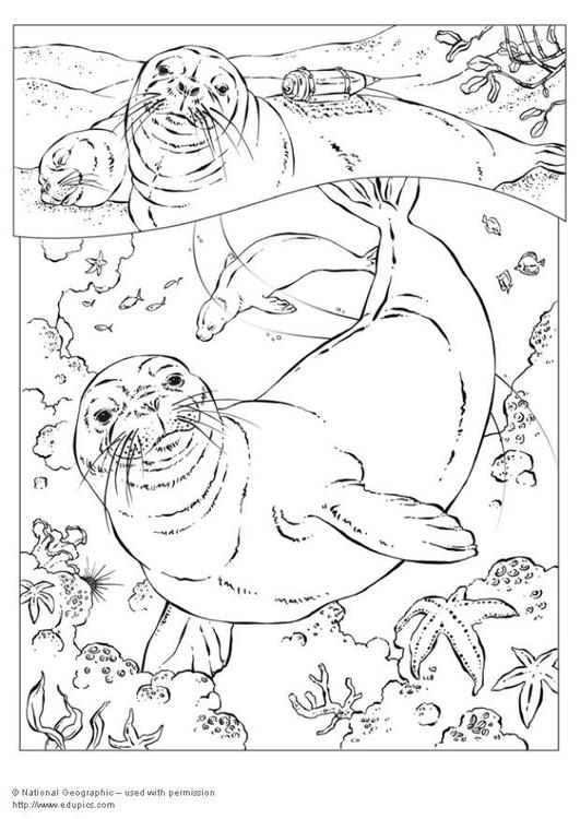 Disegno da colorare: Foca (Animali) #16291 - Pagine da Colorare Stampabili Gratuite