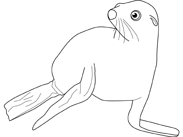 Disegno da colorare: Foca (Animali) #16329 - Pagine da Colorare Stampabili Gratuite