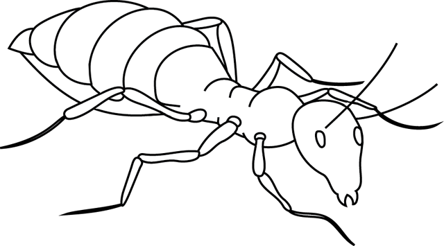 Disegno da colorare: Formica (Animali) #6918 - Pagine da Colorare Stampabili Gratuite
