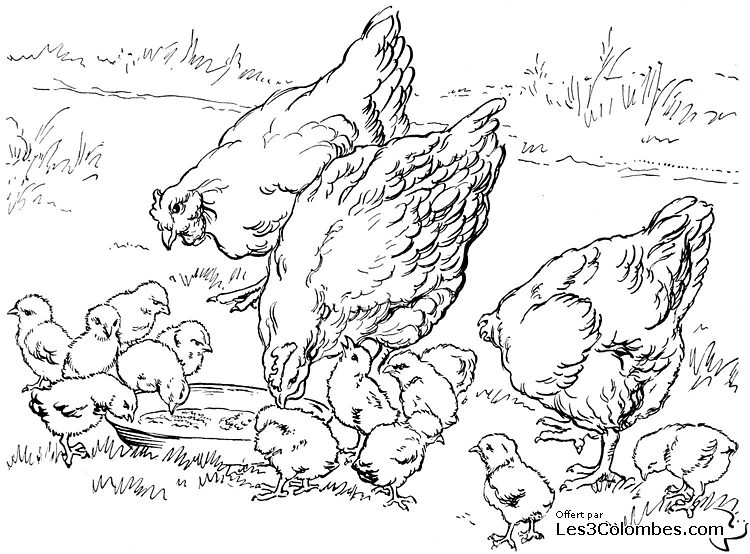 Disegno da colorare: Gallina (Animali) #17519 - Pagine da Colorare Stampabili Gratuite