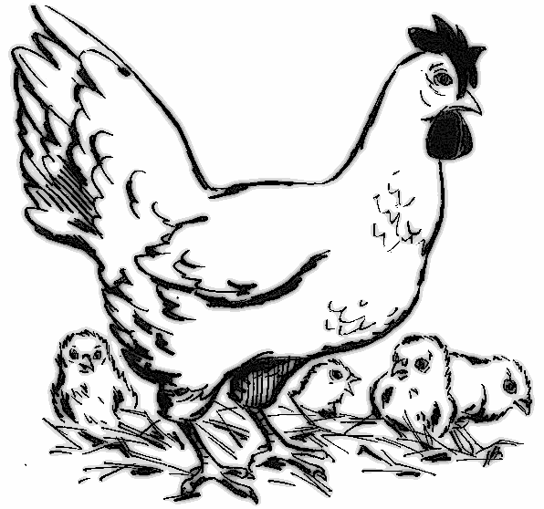 Disegno da colorare: Gallina (Animali) #17603 - Pagine da Colorare Stampabili Gratuite