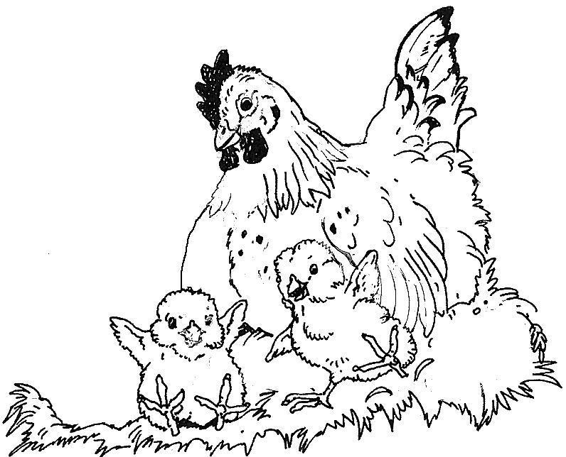 Disegno da colorare: Gallina (Animali) #17620 - Pagine da Colorare Stampabili Gratuite