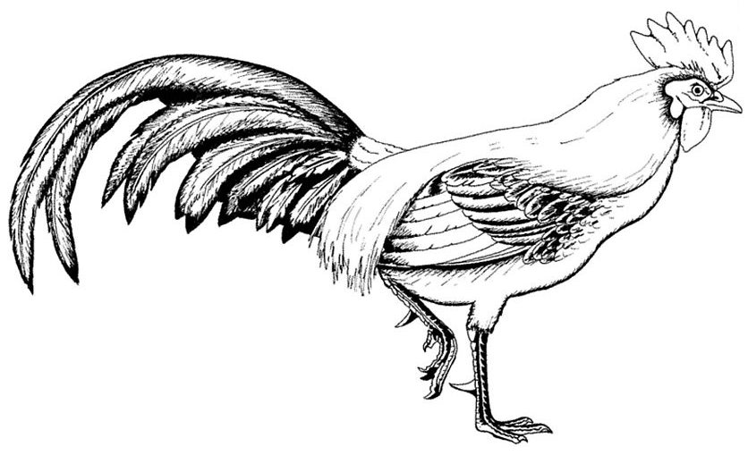 Disegno da colorare: Gallo (Animali) #4099 - Pagine da Colorare Stampabili Gratuite
